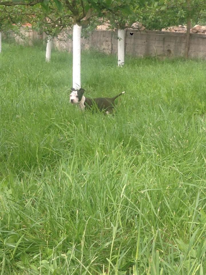 Pit--bulla