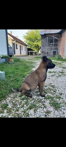 Belg malinois