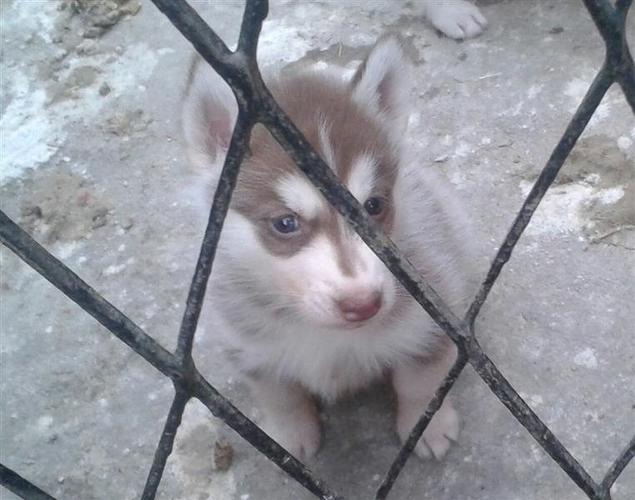 haski