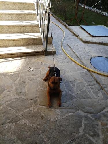 terrier 