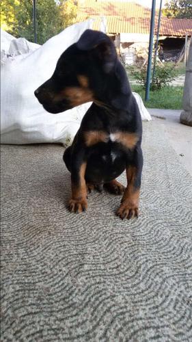 Terrier 