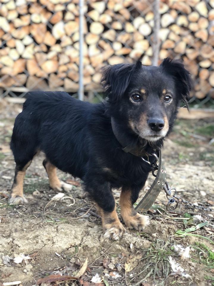 bubi
