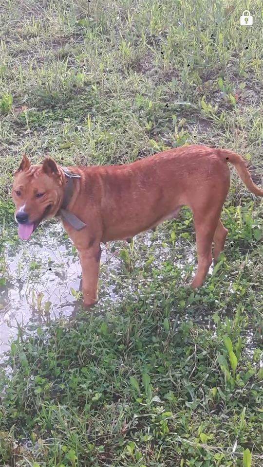 Pitbullesh
