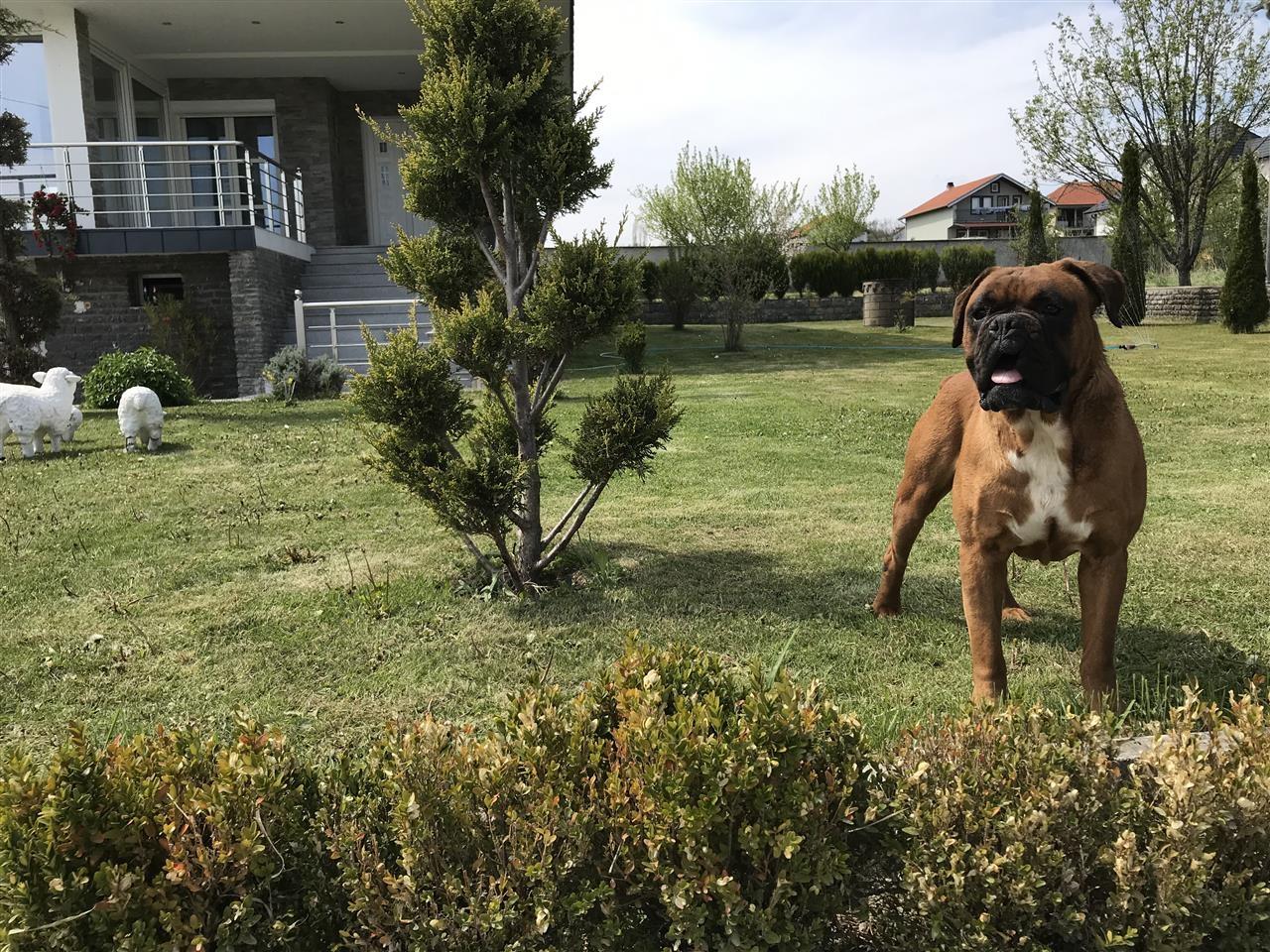 Boxer
