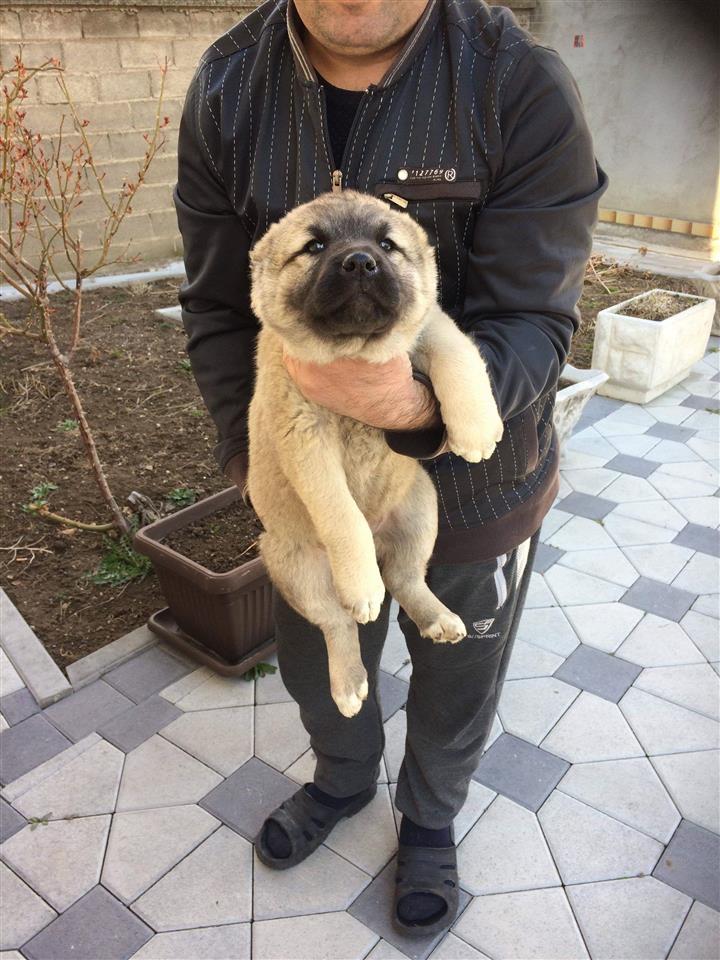 Kangall-