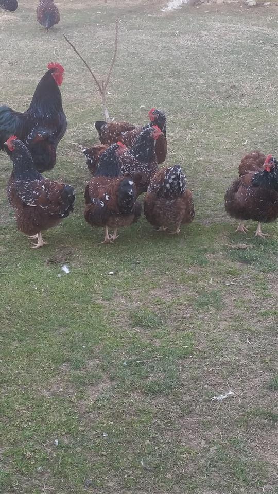 VEZË-