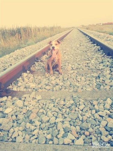 Pitbull