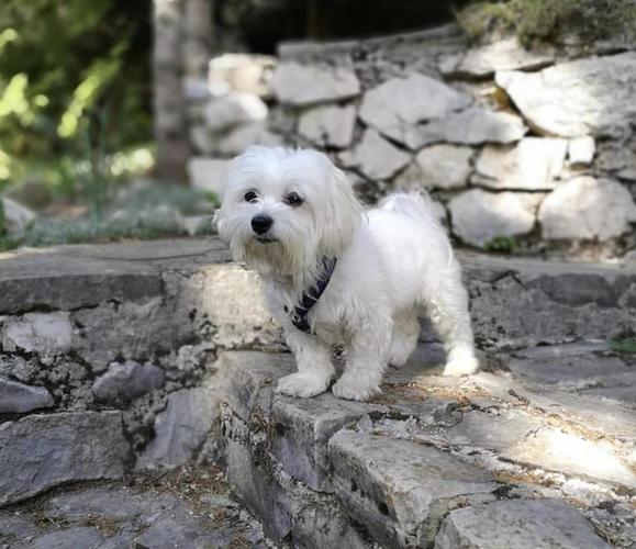 Mini Maltezer