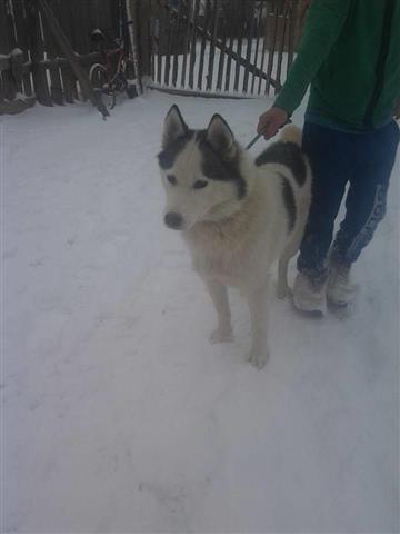 haski