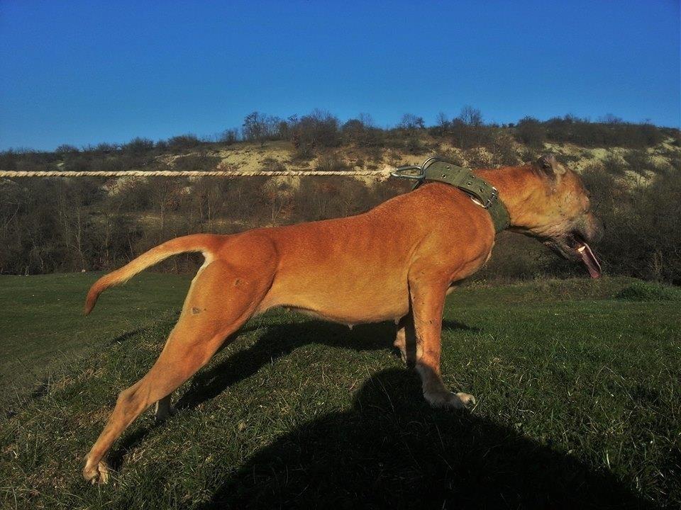 Pitbull