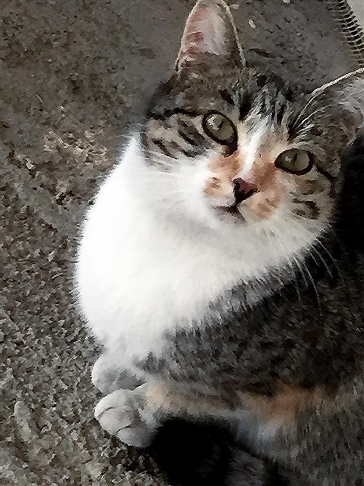 Shes-macen