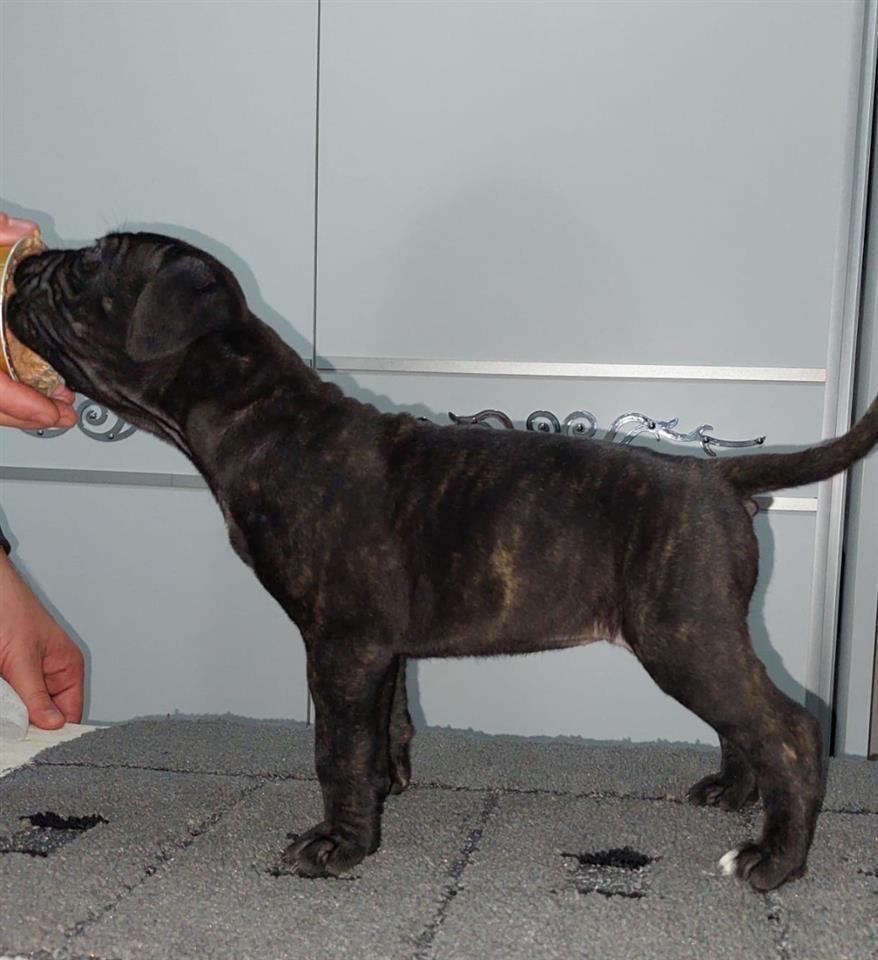 Cane-Corso