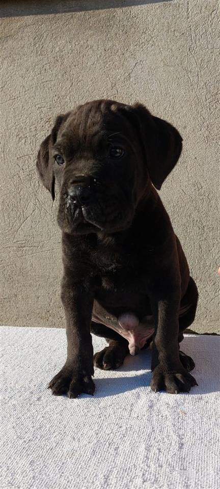 Cane-Corso