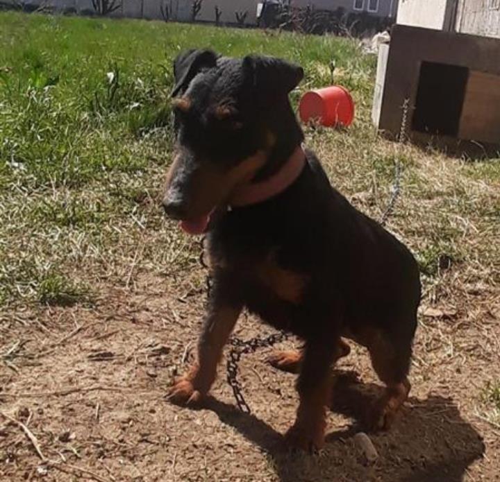 Terrier