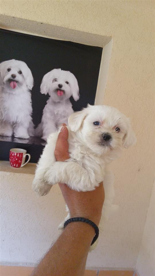 Maltezer-dhe-mini-maltezer