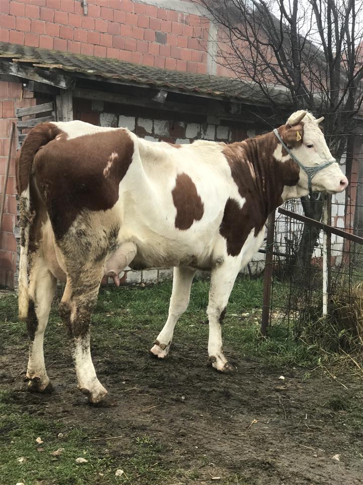 Mshtjer-tu-mjel--ushiit-