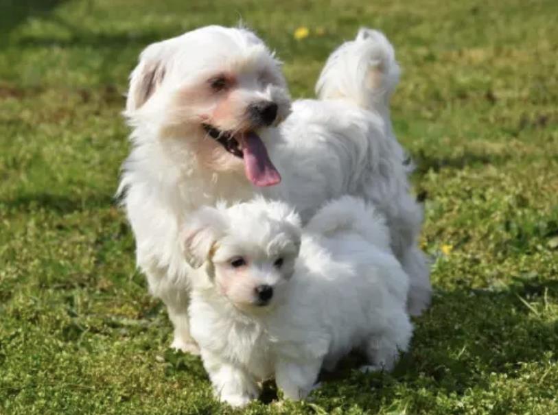 Maltezer