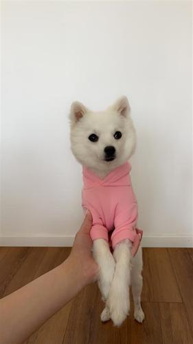 Mini spitz gjerman 