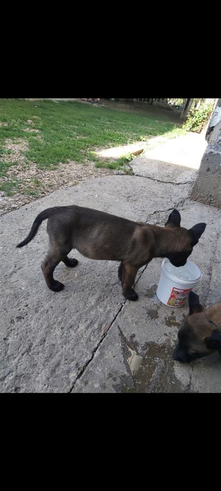 Malinois