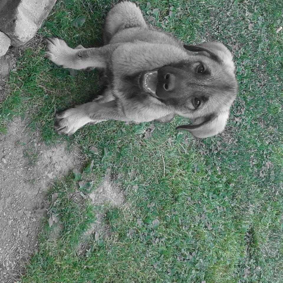kafsh