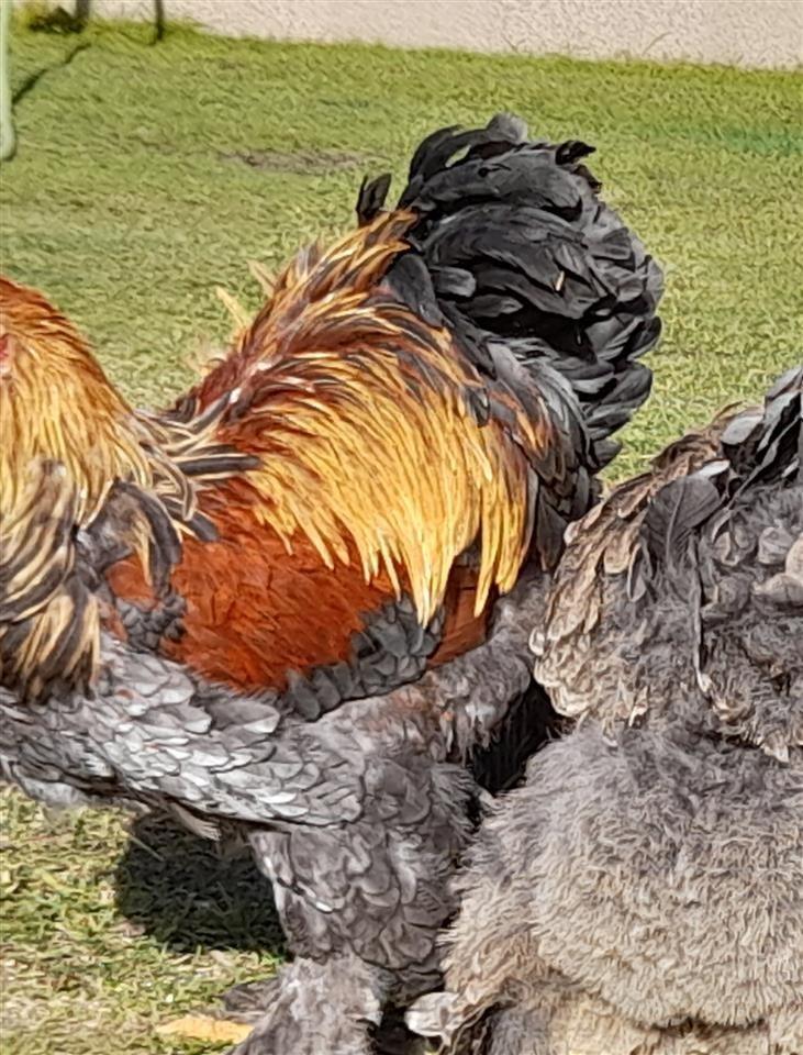 Brahma