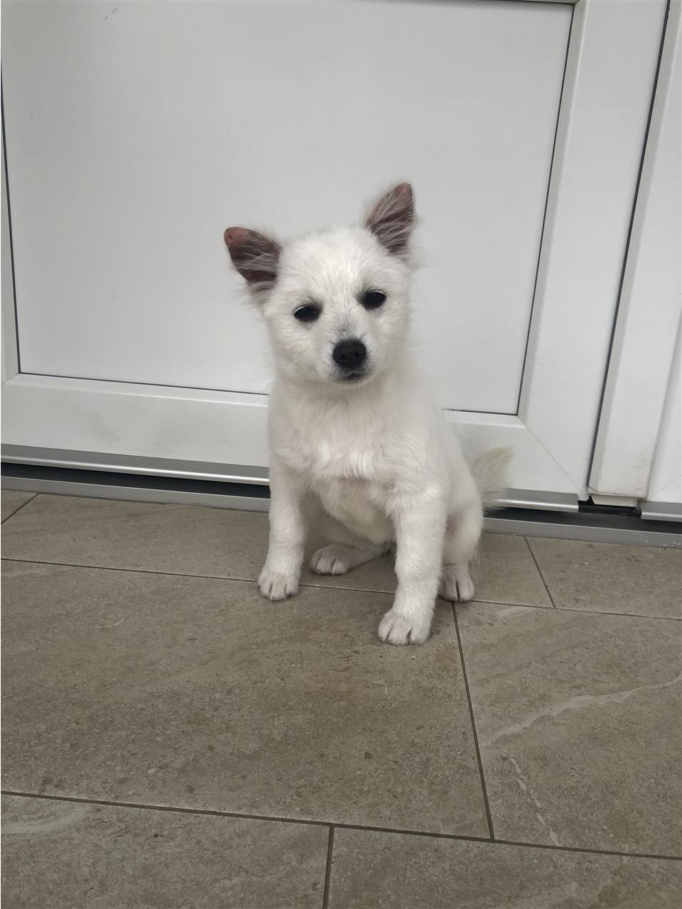 Mini-spitz