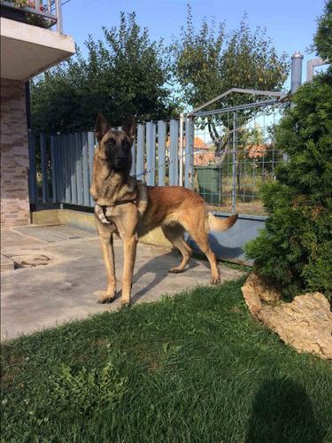 BELGIAN MALINOIS 