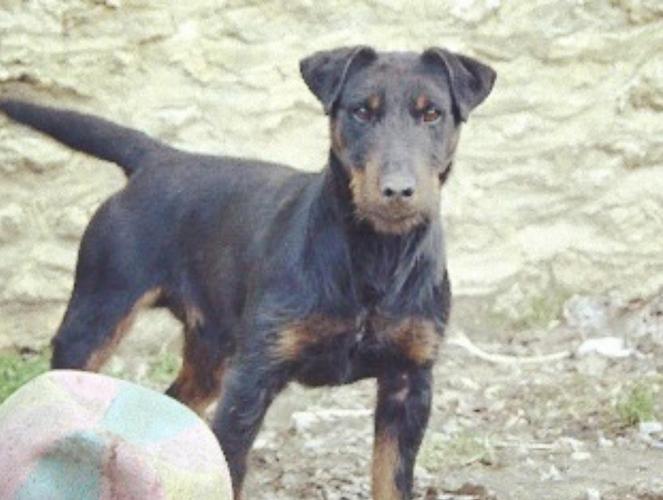 terrier