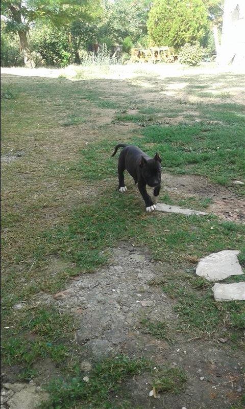 pitbull