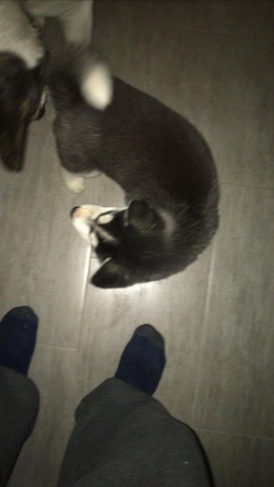 Haski