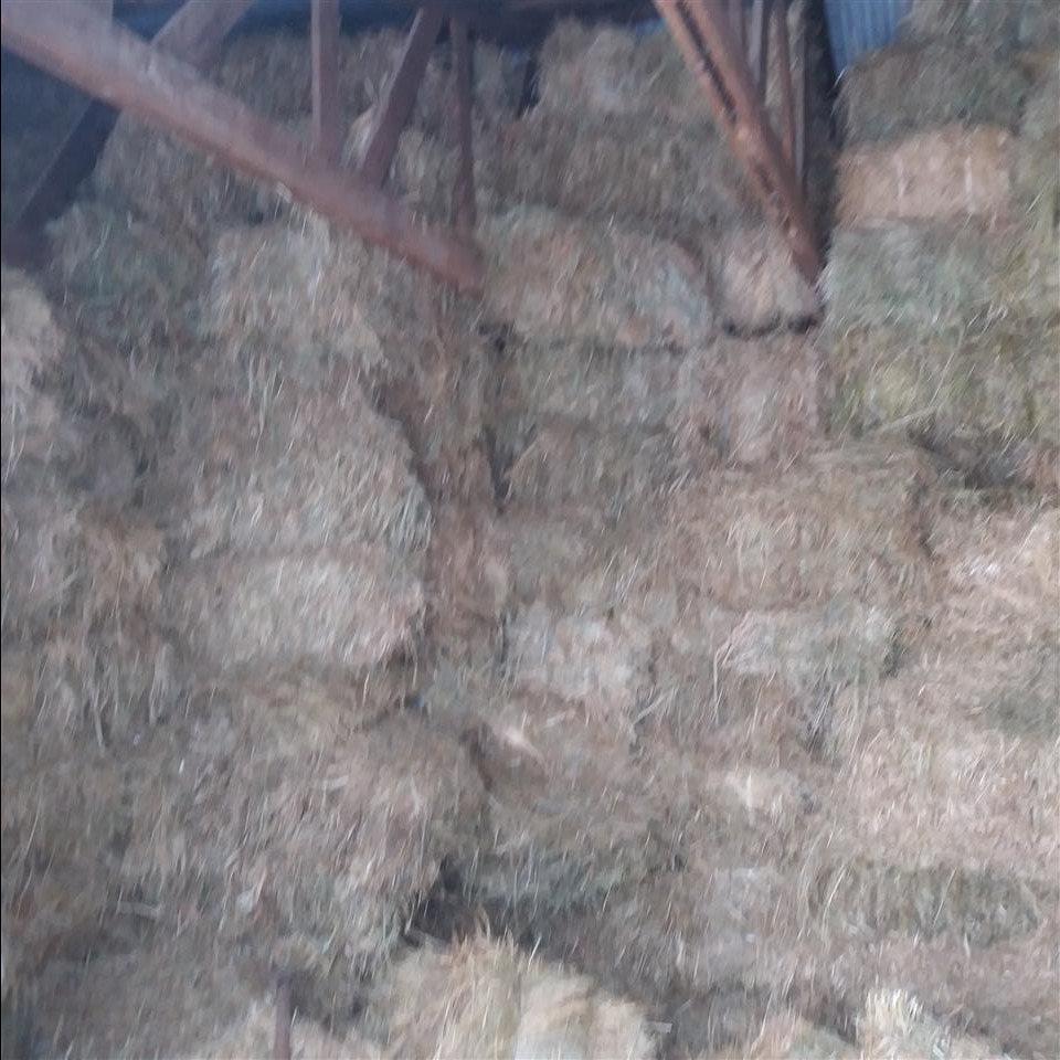 Duj-tsanes