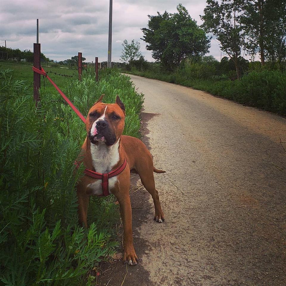 Pitbull