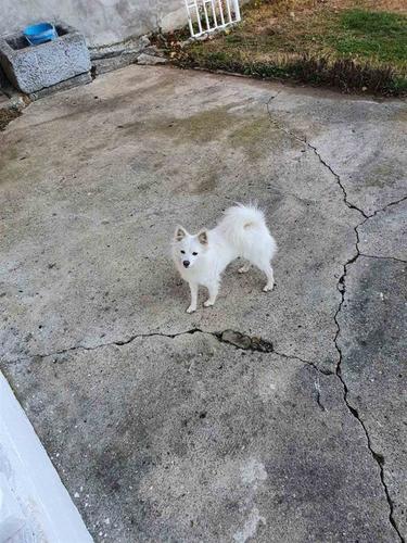 Mini shpic