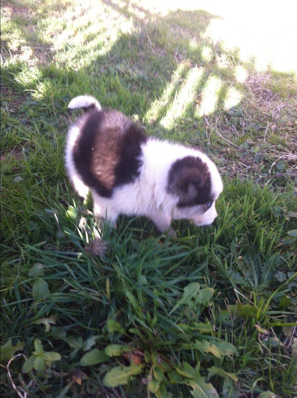 Husky-