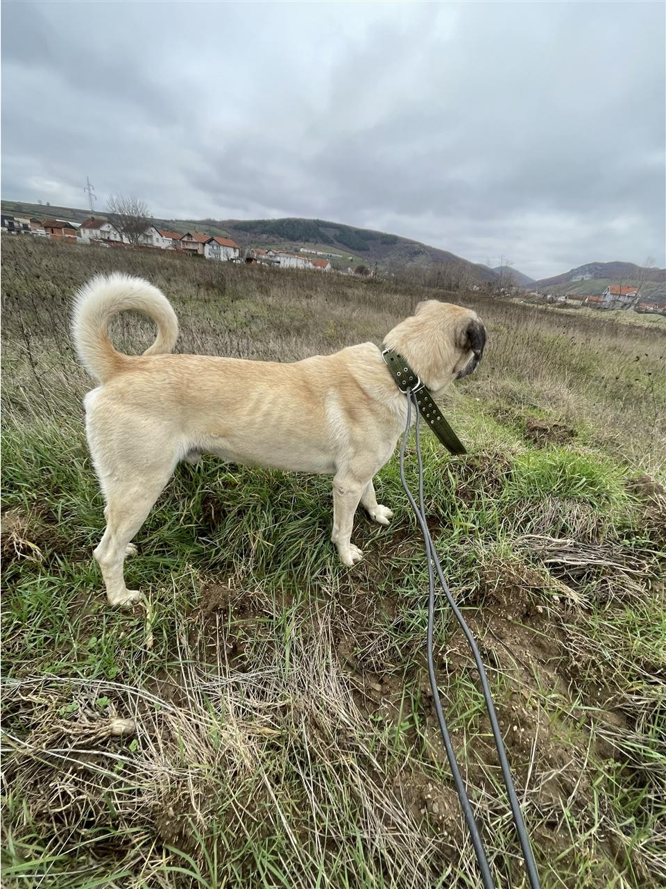 kangall