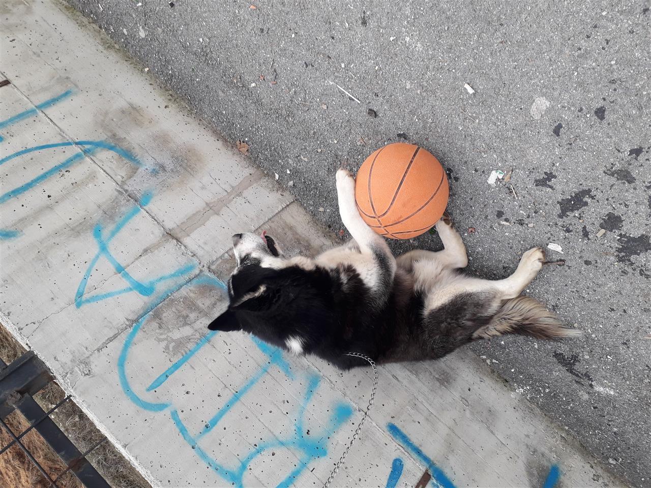 Shitet-haski