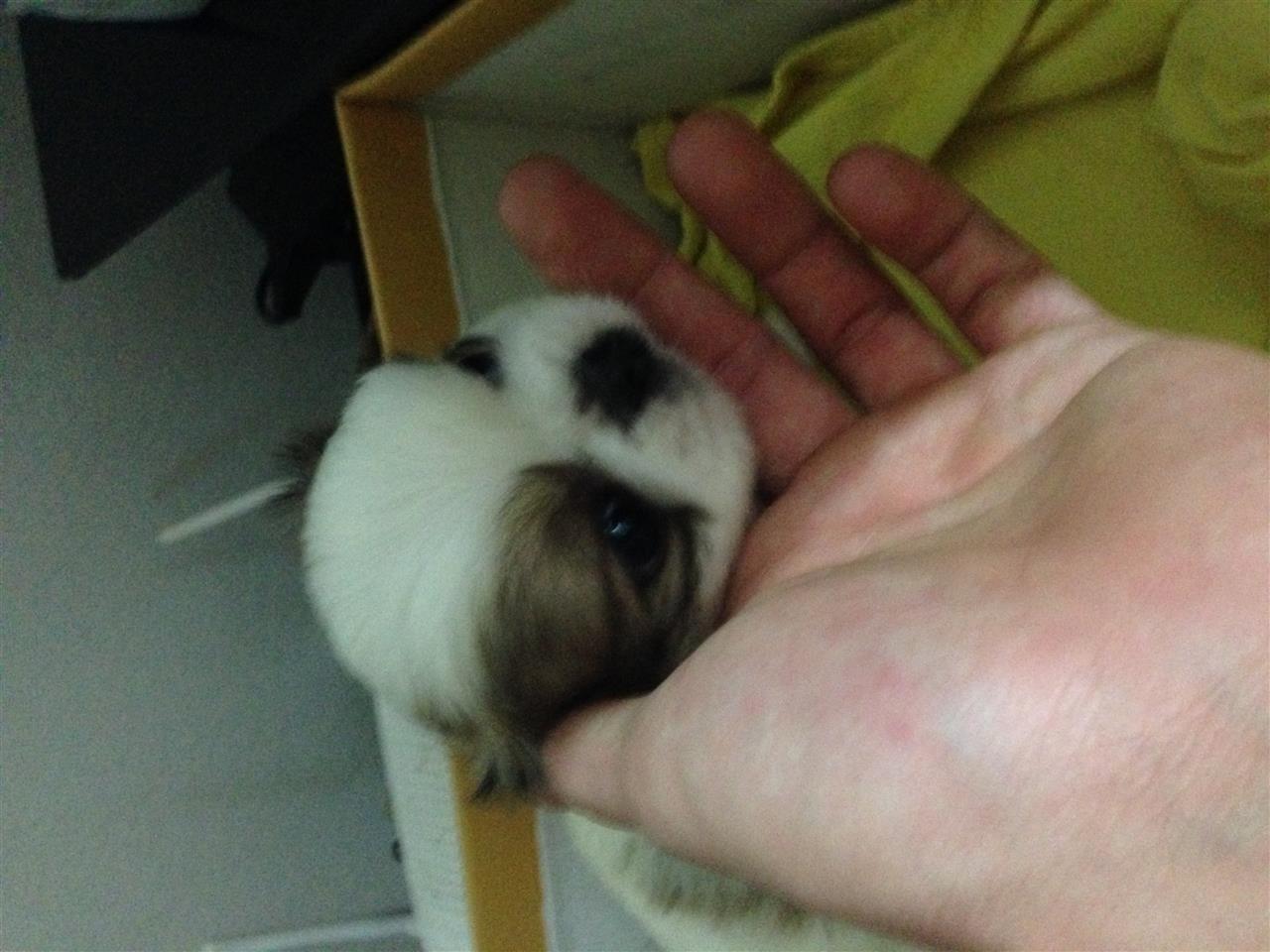Pitnizer