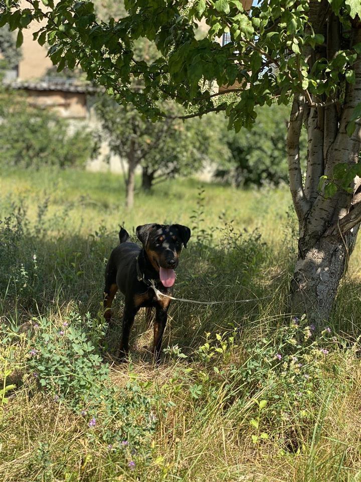 Terrier-Mashkull