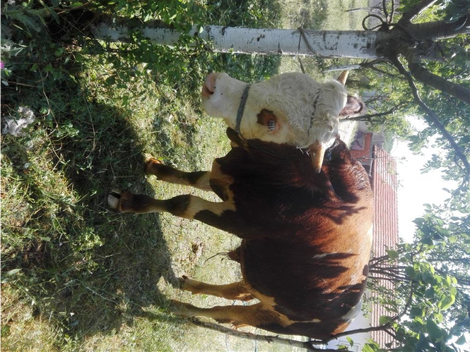 Tung 