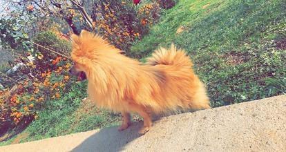 spitz-german