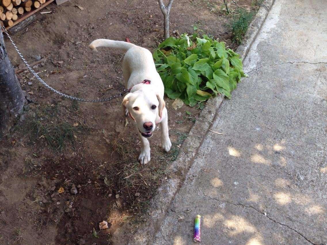 Llabrador-