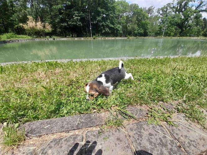 Beagle