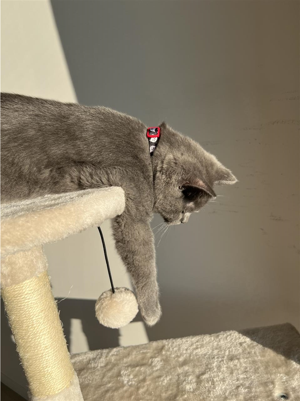 Blu