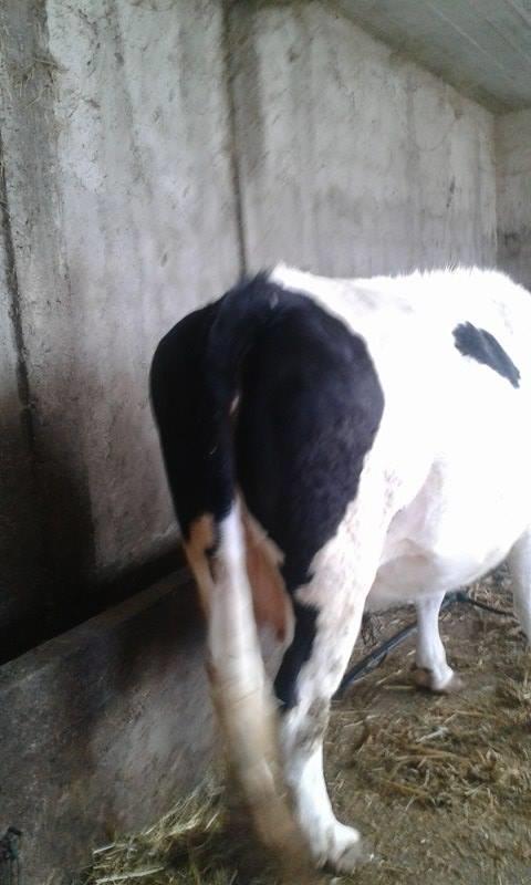 lop
