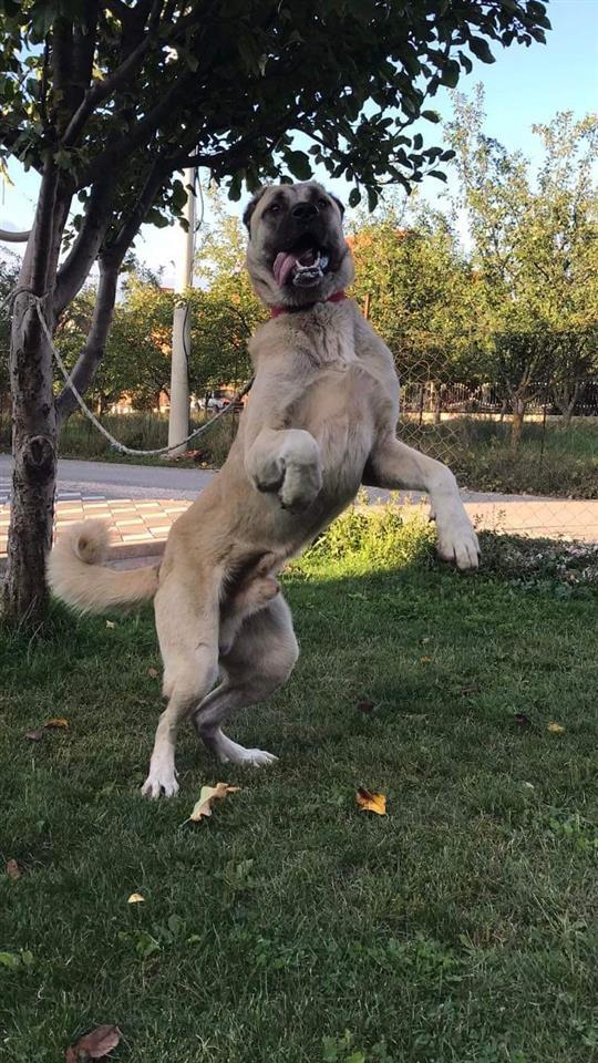 Kangall
