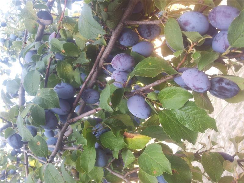 kumbulla