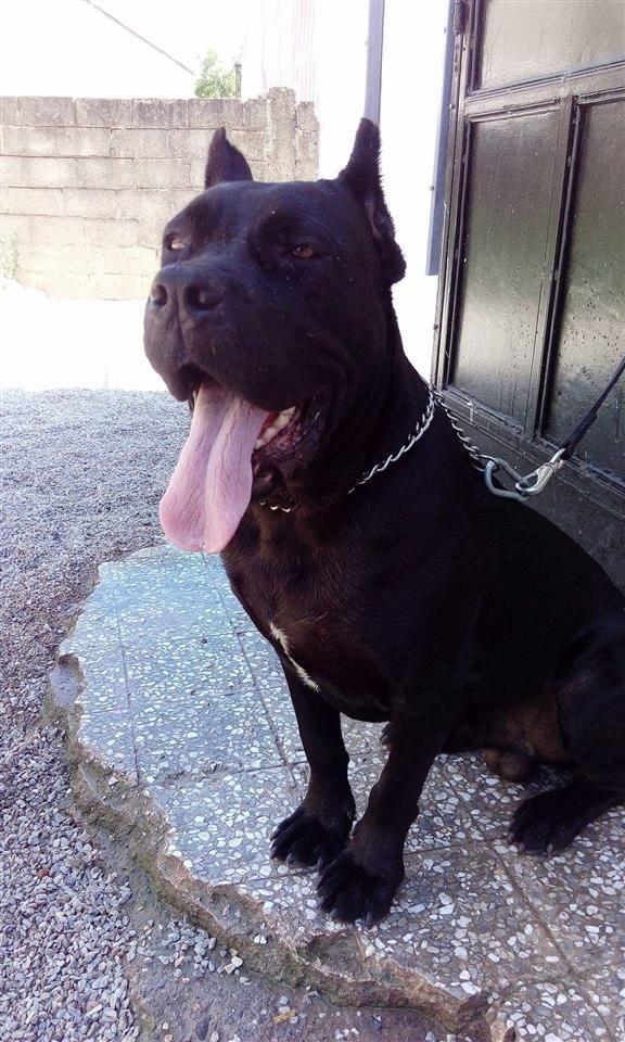 Cane-corso