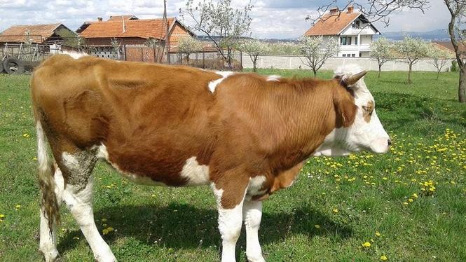 meshtjerr