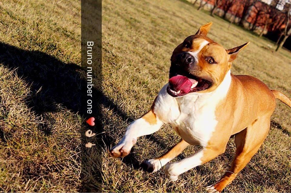 PitBull