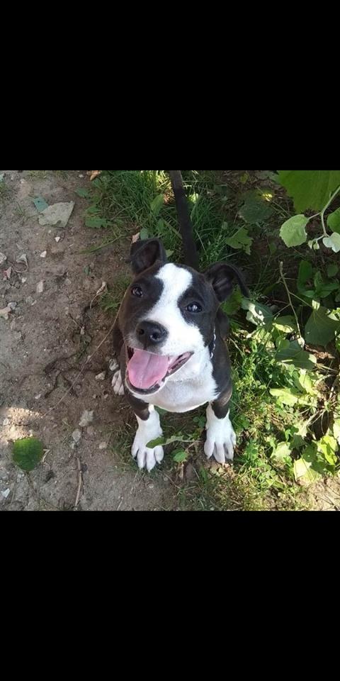 Pitbull